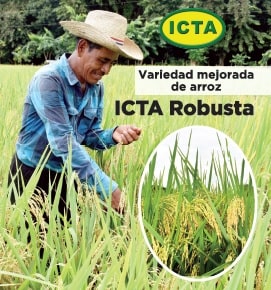Variedad de arroz ICTA Robusta (2021)